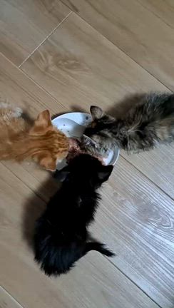 来週は保護猫かふぇかぎしっぽさんで夜の譲渡会です！の記事動画