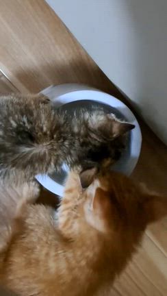 来週は保護猫かふぇかぎしっぽさんで夜の譲渡会です！の記事動画