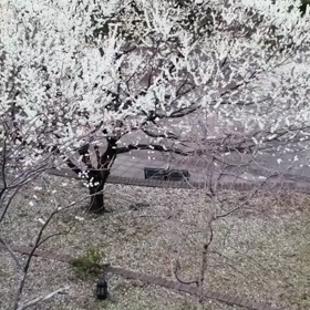 春が来たねbyソル(^O^)／の画像
