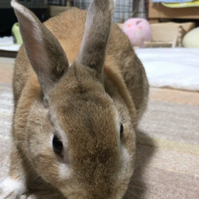 一本食いの画像