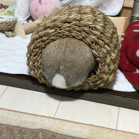 ひたすらほりほりの画像
