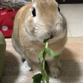バキュームの画像