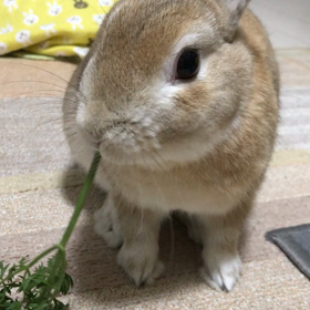 うまうまの画像