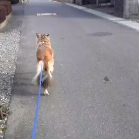 お散歩～の画像