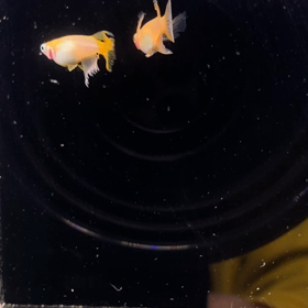 楊貴妃プラチナリアルロングフィン❗の画像