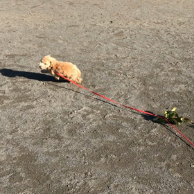 ついてこないで！の画像