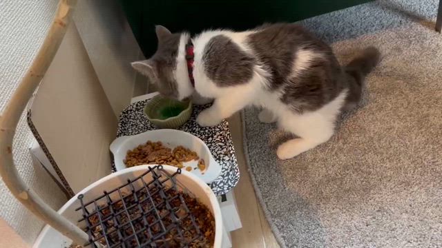 にゃんにゃんにゃんの日に、猫ちゃんのソレンセン式リフレクソロジー飼い主様の声をいただきました♡の記事動画