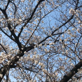 おはなみの画像
