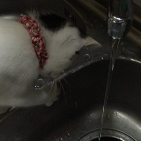 水飲みの画像