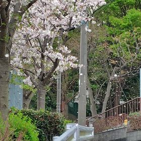 桜吹雪の画像