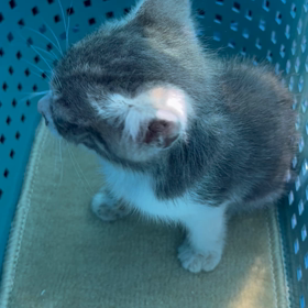 子猫の病院後の画像