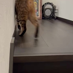 花梨のお迎えにゃんの画像