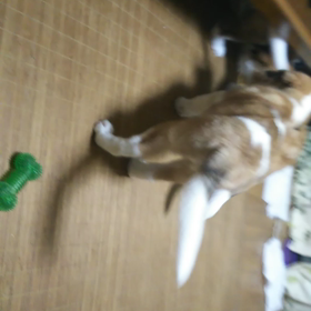 危険ではありません(笑)の画像