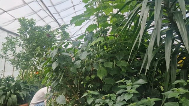 Wye Valley Butterfly Zooの記事動画