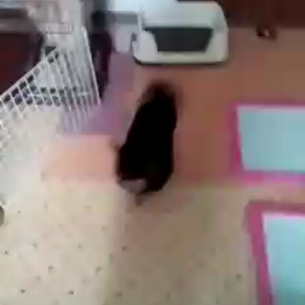 トリミングの画像