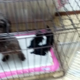 仔犬の画像
