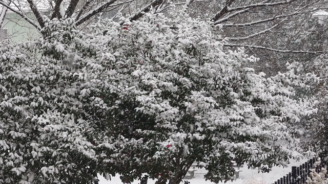 雪が〜！！！　*　アントワネットと小花の寄せ植え　*の記事動画