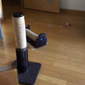 朝から先住猫を追い回す子猫。の画像