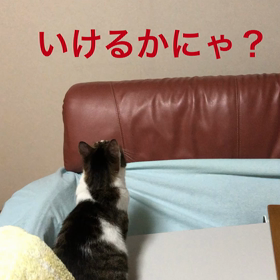 猫と旅行行きたいけど… デールの字幕面白動画。の画像