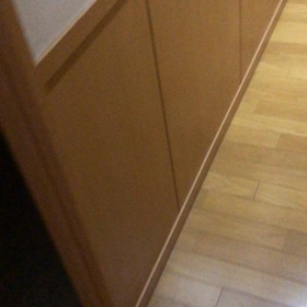 白内障手術の翌日にびっくり！夜中の可愛いデール。の画像