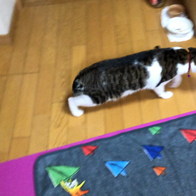 いろいろあったけど、明日顔合わせ…娘とデール…の画像