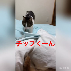 明日の天気は？チップの癌にパンチ！チップとデール字幕付き動画の画像