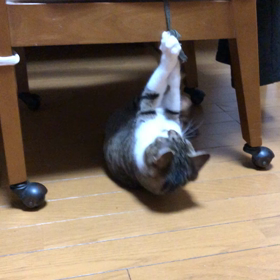母に電話しても、私も疲れて来ちゃった。デールちゃーん！遊んでにゃぁ〜の画像
