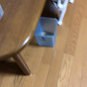 やっと帰った娘達に保護猫デール喜ぶ！の画像