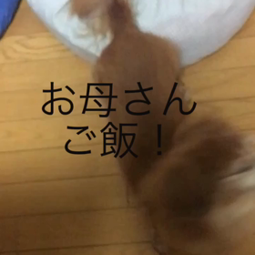 ジム、娘との会話、お腹が空きすぎて猫踏んじゃった。の画像