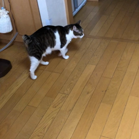 株価暴落？ガーデニング部。デールご飯出なかったの？お薬動画。の画像