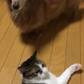 母と私の痛い所。ジム。チップとデールの字幕付き動画の画像