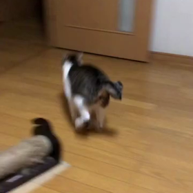 よき日に七五三！今日もマリーが狙う。の画像