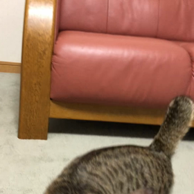 先住猫には譲れない！　夢で体不調…の画像