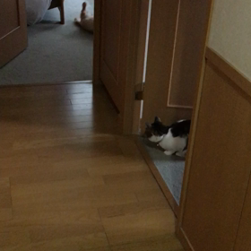採血の意外  な結果。つれないなぁー(;o;)の画像