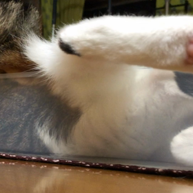 安倍ちゃん…デール怖い！の画像