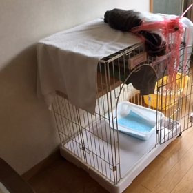 夢、朝食、絡まっちゃったデール動画の画像