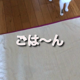 娘が今日もやらかしました…,保護猫デールの期待はずれ。の画像