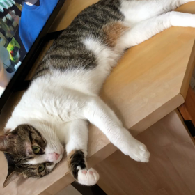 病院、病院、病院…そして保護猫デールちゃん。の画像
