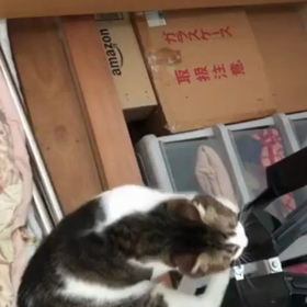今日から金曜日まで安静にすると決めたから…の画像