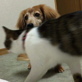 ただ事ではない事、朝食おねだり、の画像