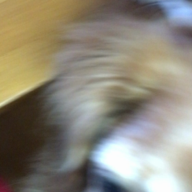 2018/03/06花粉症は大丈夫？デールちゃん の毛づくろい。の画像