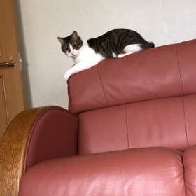 旅行先を考え過ぎて… 早く起きてにゃ！の画像