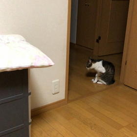 娘の父が2人になった父の日について。今日の外食。保護猫デールちゃん動画の画像