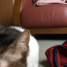 実行力無し…キャットラン。の画像