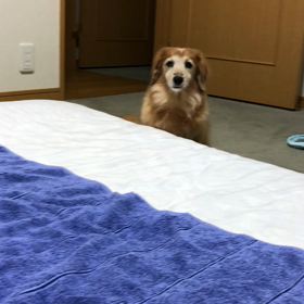 もやもや…。律儀なチップ君。の画 像