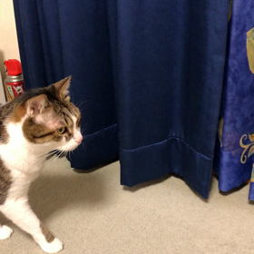 セブンイレブンでナナコがなかなか使えない件。デールも私もびっくり。の画像