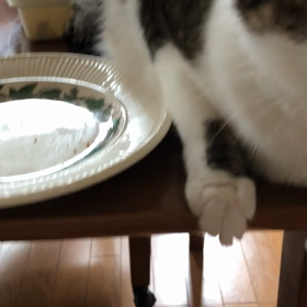 今日は娘の家に行く日だけど…何とか行かない様に理由ずけ,カスを食べる保護猫デール！の画像