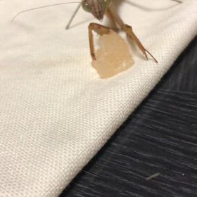 猫とカマキリ！別途お風呂代　1回¥700.ジム活プールクロールクラスとレスミルズダンス。の画像