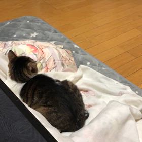 便器が尋常じゃない出血らしい。フェイントをかけるマリーにゃん。の画像