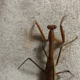 カマ母さん！認知症の母が詐欺にあった判明した事。の画像